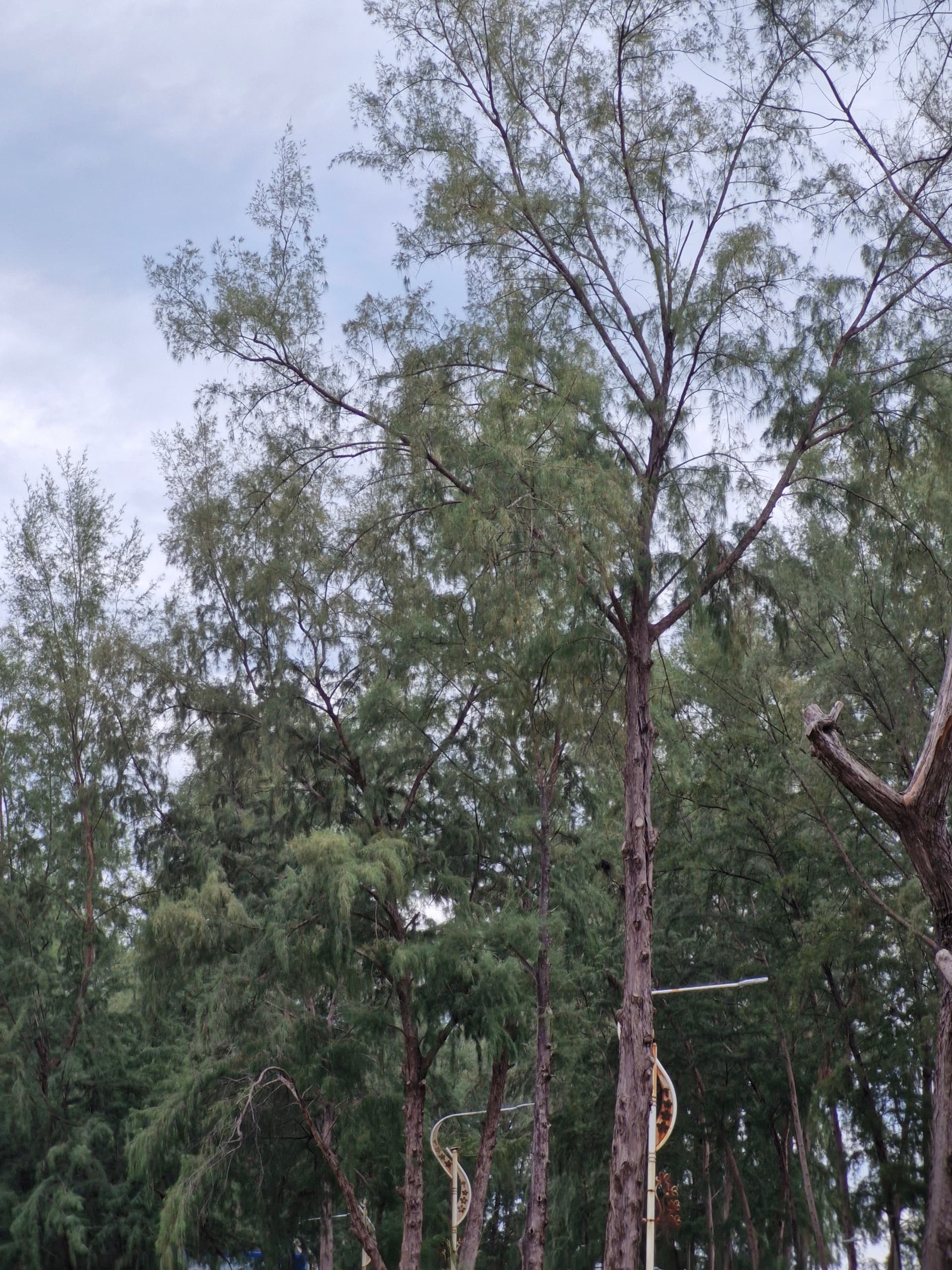 Tree Image